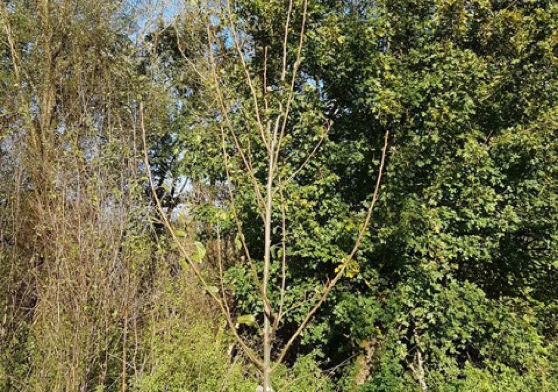 nieuwe-bomen-voor-het-luierpark